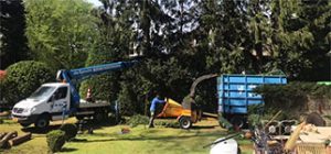De Specht Boomonderhoud